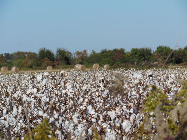 Cotton Field in South Alabama
