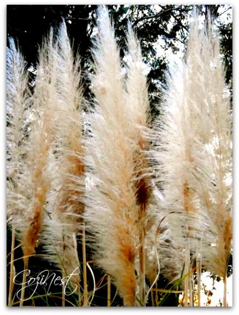 Feathery Plumes