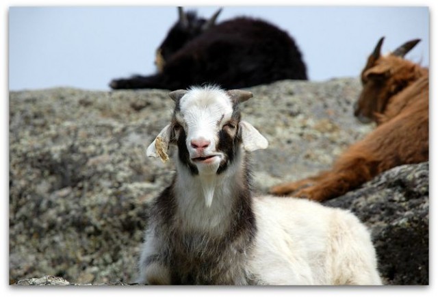 Petursson Goat