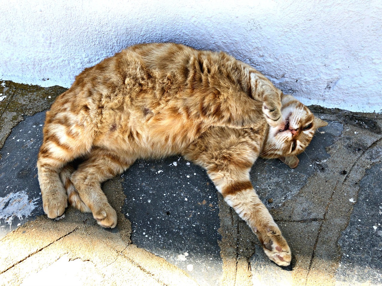 Cats of the Mediterranean