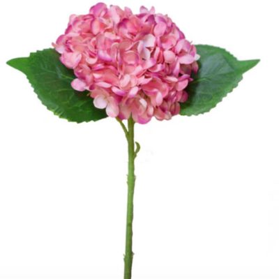popular pink hydrangea stem