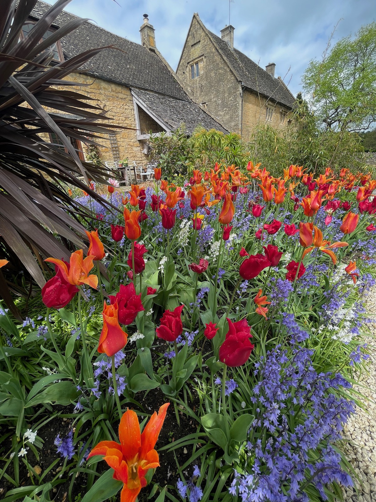 Tulips and Bluebells