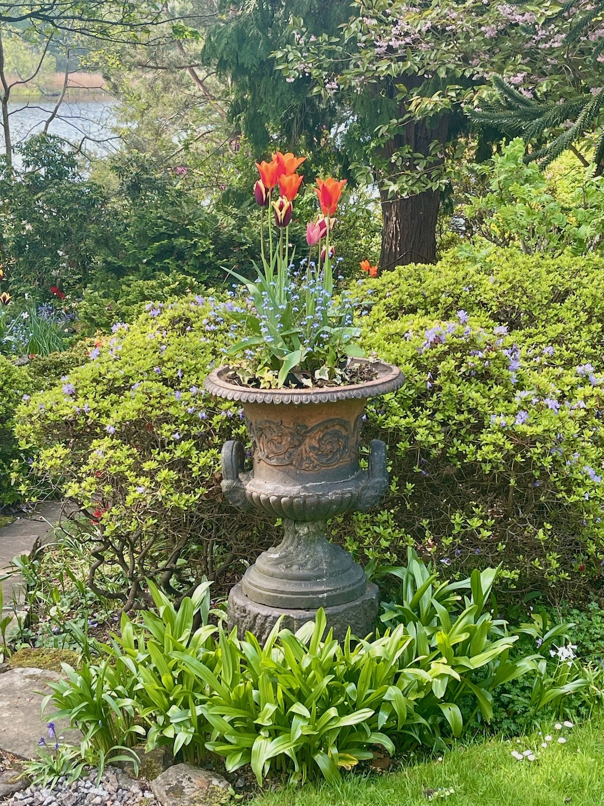 Tulip Urns in Dr. Neil's Garden